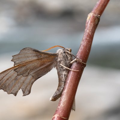 Laothoe populi (lišaj topolový), IT, St.Martin, Jižní Tyrolsko