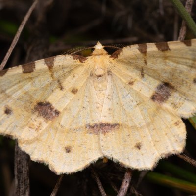 Therapis flavicaria (zejkovec žlutý), NPP Pouzdřanská step - Kolby