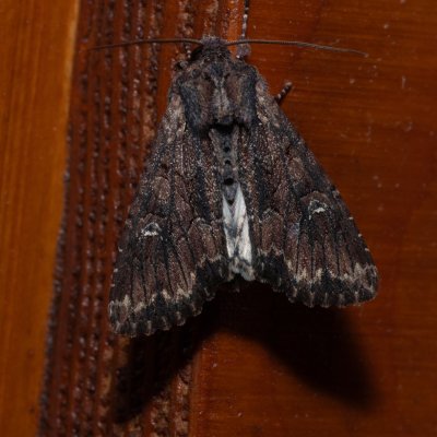 Mniotype solieri (-), HR, Jablanac