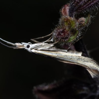 Coleophora sp., Hády