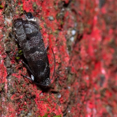 Pammene splendidulana (-), Hády