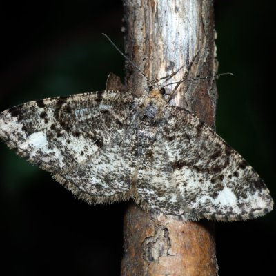 Parectropis similaria (různorožec lískový), Žebětín