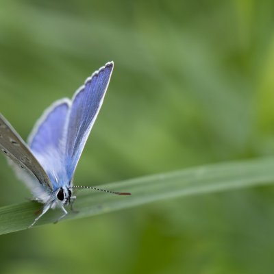 Polyommatus icarus (modrásek jehlicový), PR Rakovecké stráně a údolí bledulí
