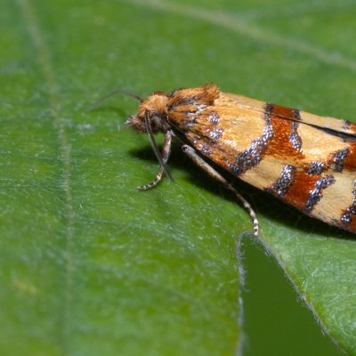 Aethes tesserana (obalečík jestřábníkový), PR Svatý kopeček