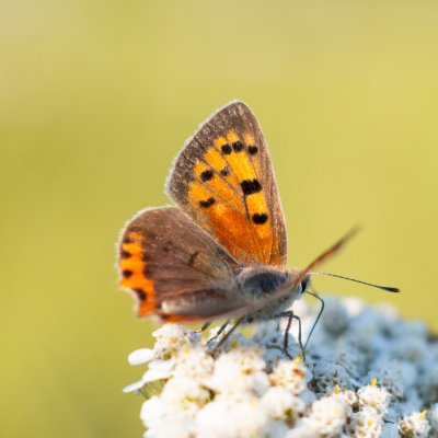 Lycaena phlaeas (ohniváček černokřídlý), Žebětín