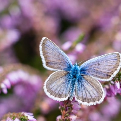 Plebejus argus (modrásek černolemý), PR Biskoupský kopec