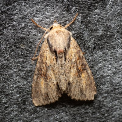 Apamea epomidion (šedavka rezavá), Žebětín