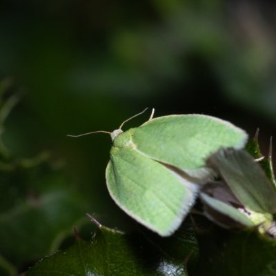 Tortrix viridana (obaleč dubový), GR, Sokraki, Korfu
