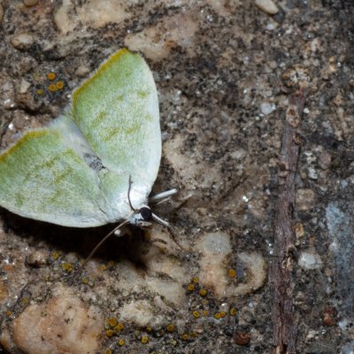 Earias vernana (zeleněnka lindová), Hrušovany u Brna