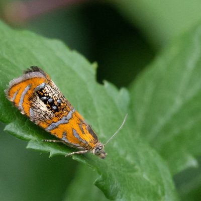 Olethreutes arcuella (obaleč zdobený), PP Černice
