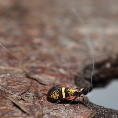 Nemophora associatella (-), Devět křížů