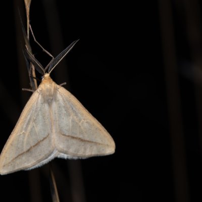 Aspitates gilvaria (-), PP Černice