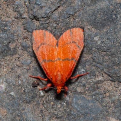 Wittasura lineatus (-), TH, Khao Sok