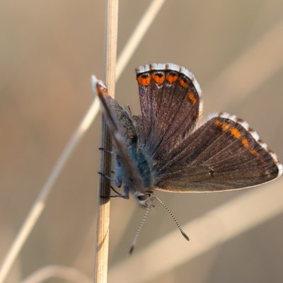 Polyommatus bellargus (modrásek jetelový), PR Kamenný vrch