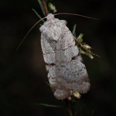 Chersotis margaritacea (osenice svízelová), lom Perná