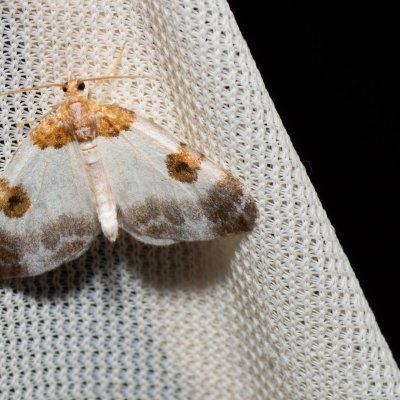 Plemyria rubiginata (píďalka dvoubarvá), Kateřinská jeskyně