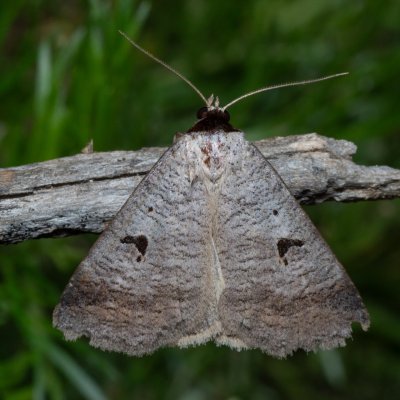 Lygephila pastinum (hnědopáska obecná), NPP Červený kopec