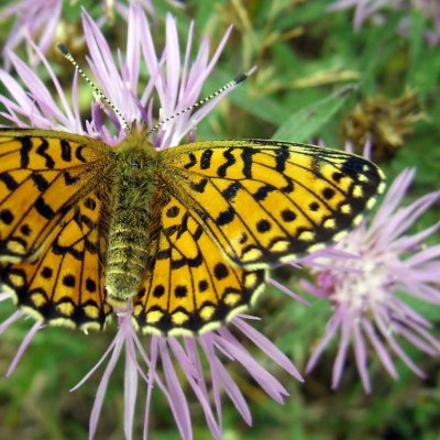 Boloria selene (perleťovec dvanáctitečný), Košíkov