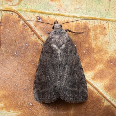 Athetis gluteosa (blýskavka šedohnědá), Hrušovany u Brna