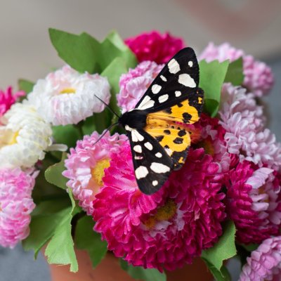 Arctia villica (přástevník špenátový), IT, Kuens, Jižní Tyrolsko