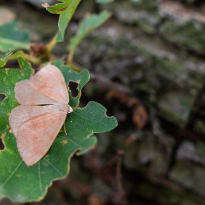 Hylaea fasciaria (běločárník smrkový), PR Biskoupský kopec