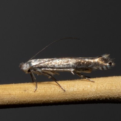 Lyonetia clerkella (podkopníček ovocný), Henčov