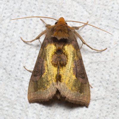 Diachrysia stenochrysis (kovolesklec podvojný), Augšperský potok