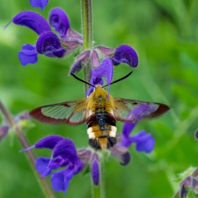 Hemaris fuciformis (dlouhozobka zimolezová), PP Velká Klajdovka