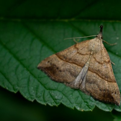 Hypena proboscidalis (zobonosec kopřivový), Podkomorské lesy
