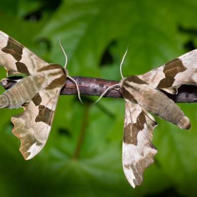 Mimas tiliae (lišaj lipový), PR Kamenný vrch
