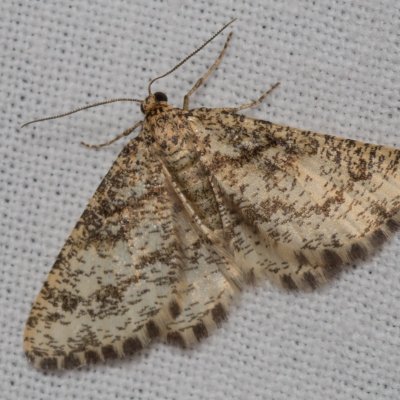 Heliomata glarearia (kropenatec žlutavý), PP Kavky