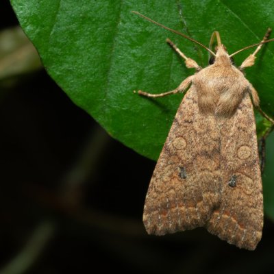 Agrochola circellaris (polnice jívová), Žebětín