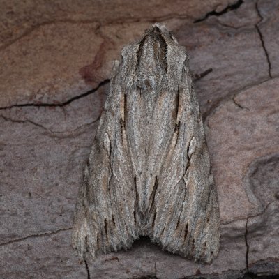 Auchmis detersa (šedavka dřišťálová), PP Černice