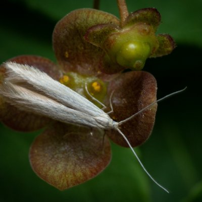 Coleophora sp., Žebětín