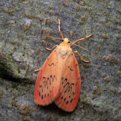 Miltochrista miniata (lišejníkovec půvabný), jeskyně Výpustek