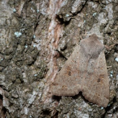 Perigrapha munda (jarnice černoskvrnná), Žebětín