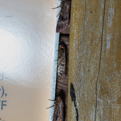 Amphipyra pyramidea (blýskavka ořešáková), Žebětín