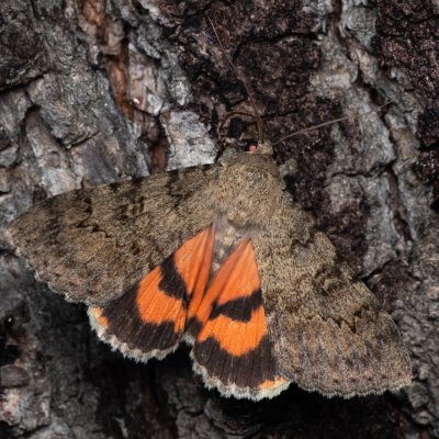 Catocala puerpera (stužkonoska vzácná), Hrušovany u Brna