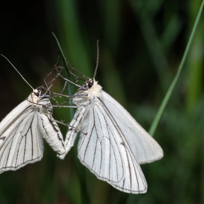 Siona lineata (bělokřídlec luční), PR Kamenný vrch
