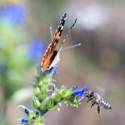 Vanessa cardui (babočka bodláková), Kývalka