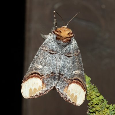 Phalera bucephala (vztyčnořitka lipová), NS Bučín
