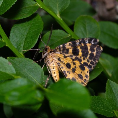 Arichanna melanaria (různorožec borůvkový), NPR Radostínské rašeliniště