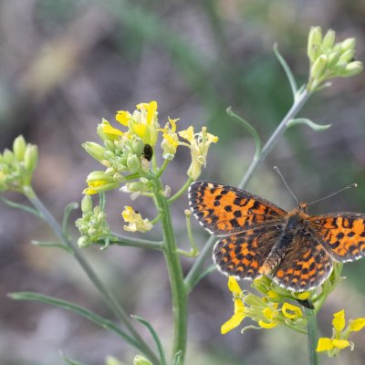 Melitaea trivia (hnědásek jižní), PR Svatý kopeček