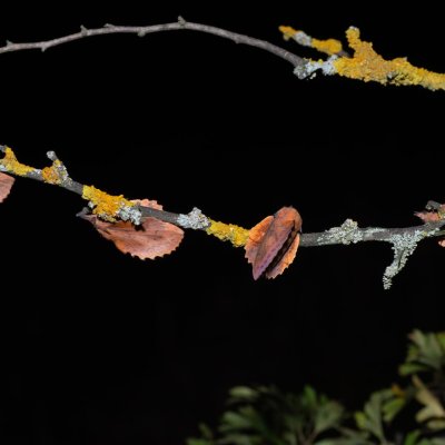 Gastropacha quercifolia (bourovec ovocný), PP Skalky u Sedlece