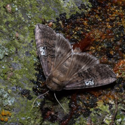 Tethea ocularis (můřice trojtečná), Bratčice