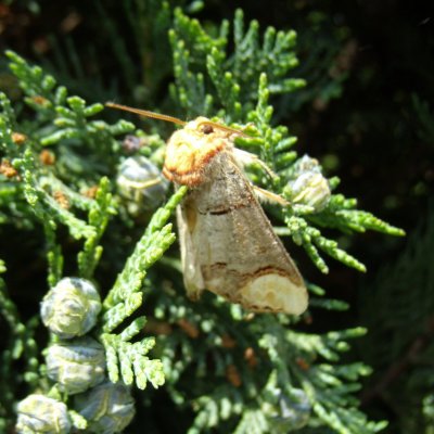 Phalera bucephala (vztyčnořitka lipová), Benešov