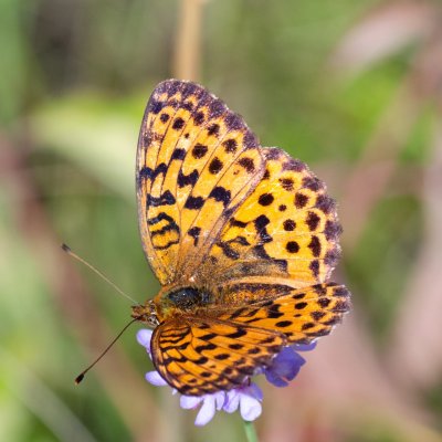 Brenthis daphne (perleťovec ostružinový), HR, Slunjčica