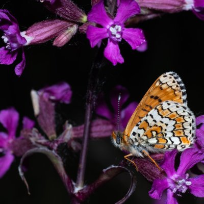 Melitaea cinxia (hnědásek kostkovaný), Havranické vřesoviště