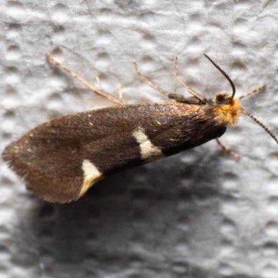 Incurvaria sp., Podkomorské lesy, Kopeček