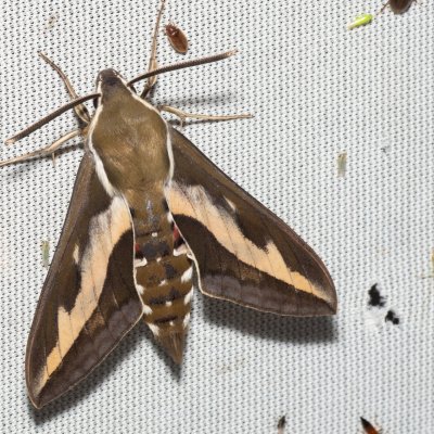 Hyles gallii (lišaj svízelový), Hrabětice